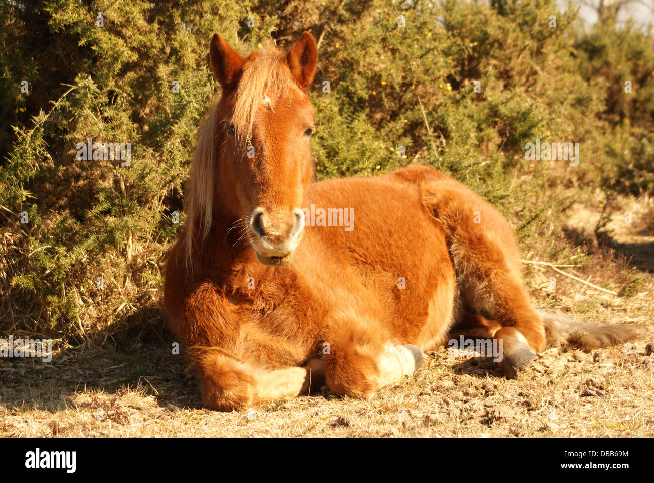 Horse lying down hires stock photography and images Alamy