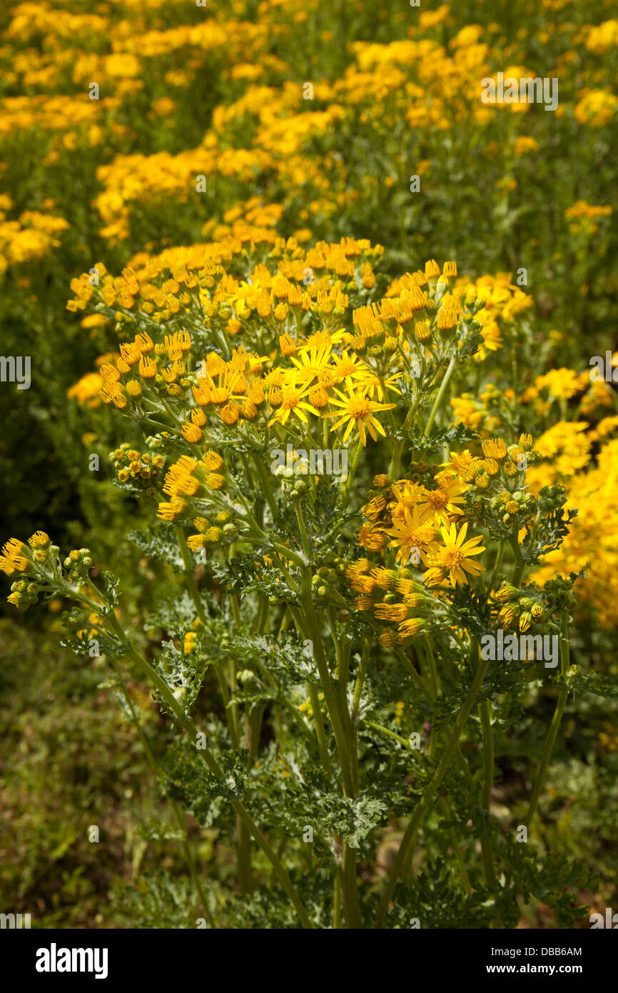 Ragwort in flower Stock Photo