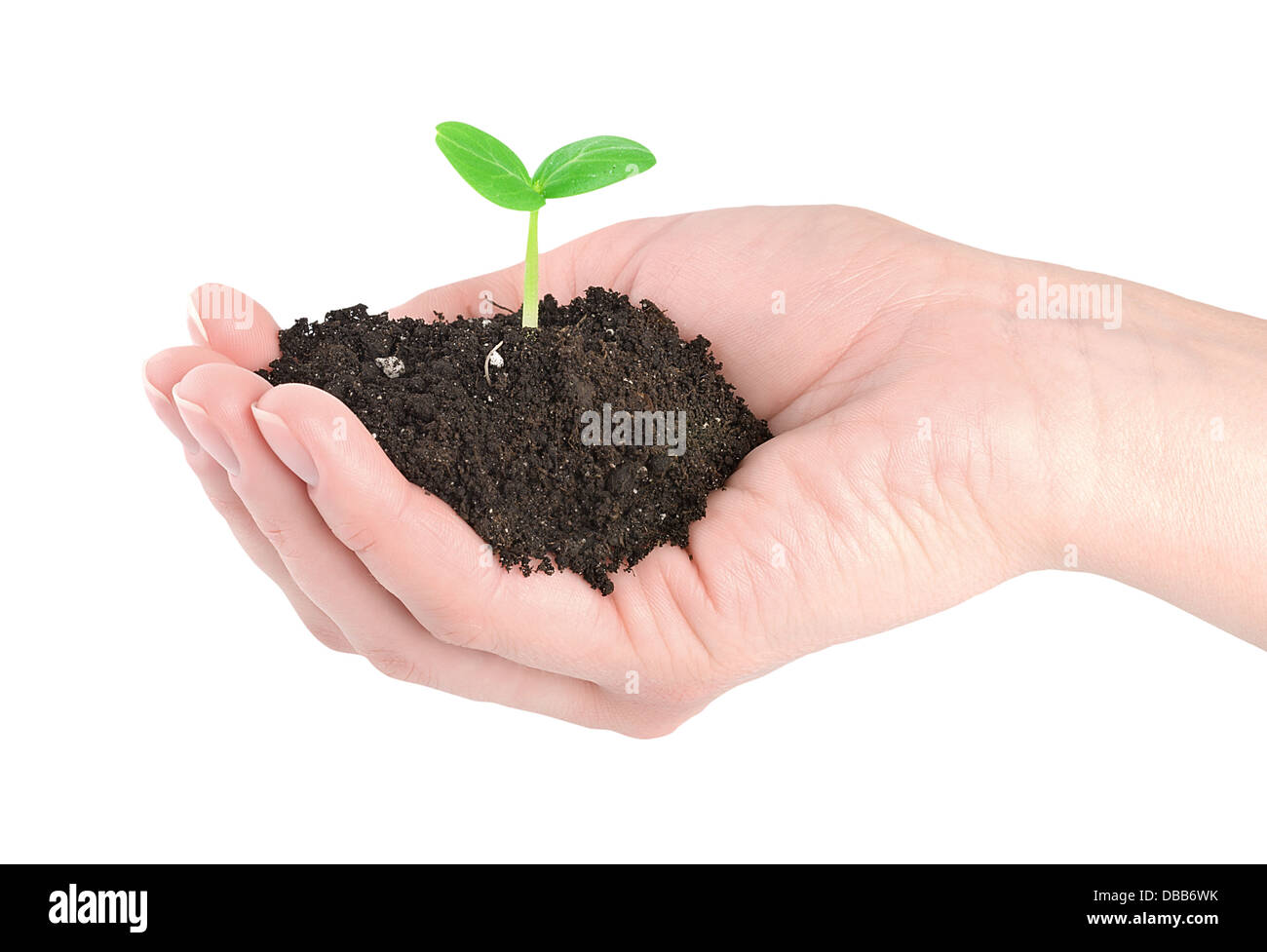 Human hands and young plant isolated on a white background Stock Photo