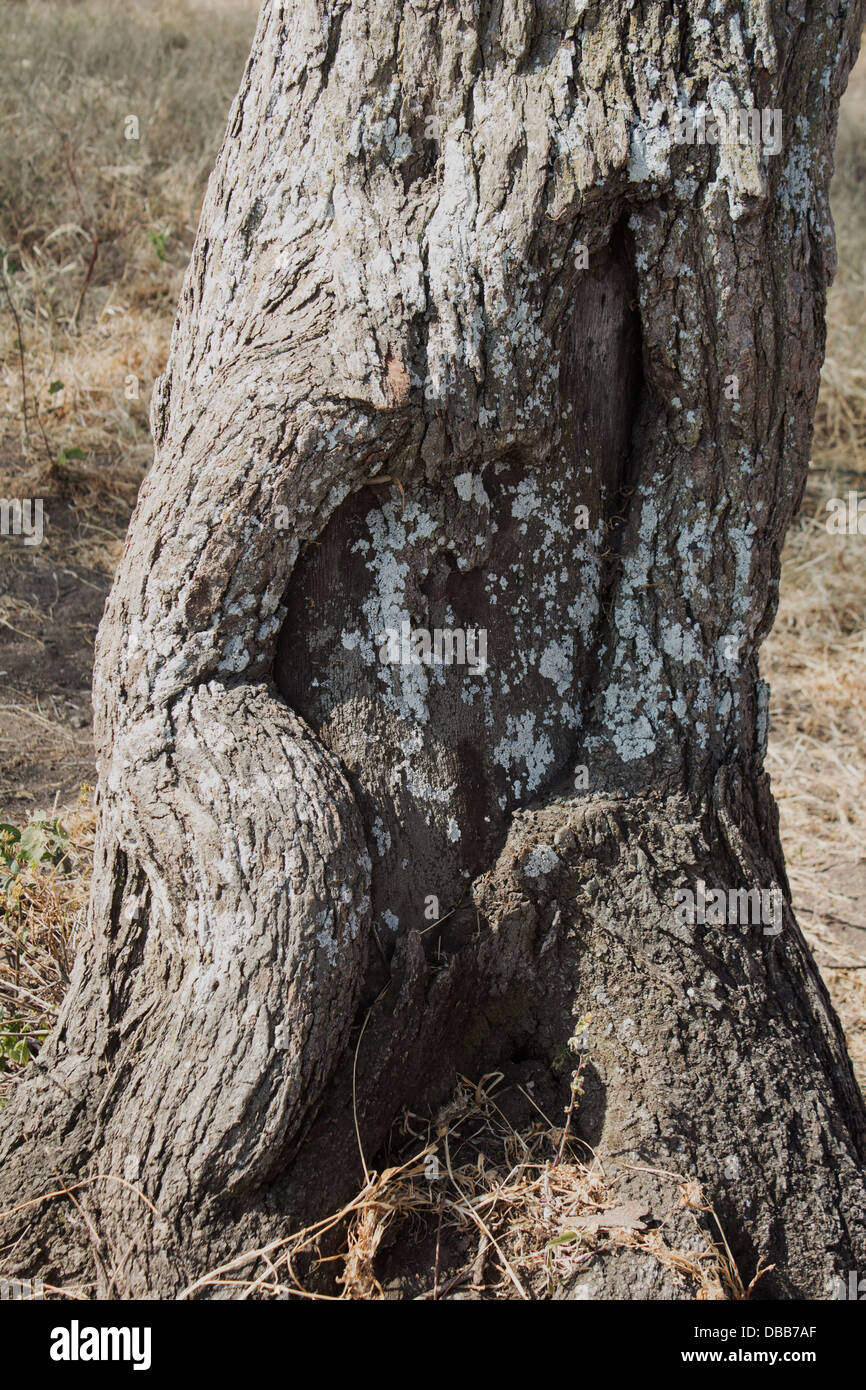 Acacia tree at the entrance to Serengeti National Park Tanzania Africa Stock Photo