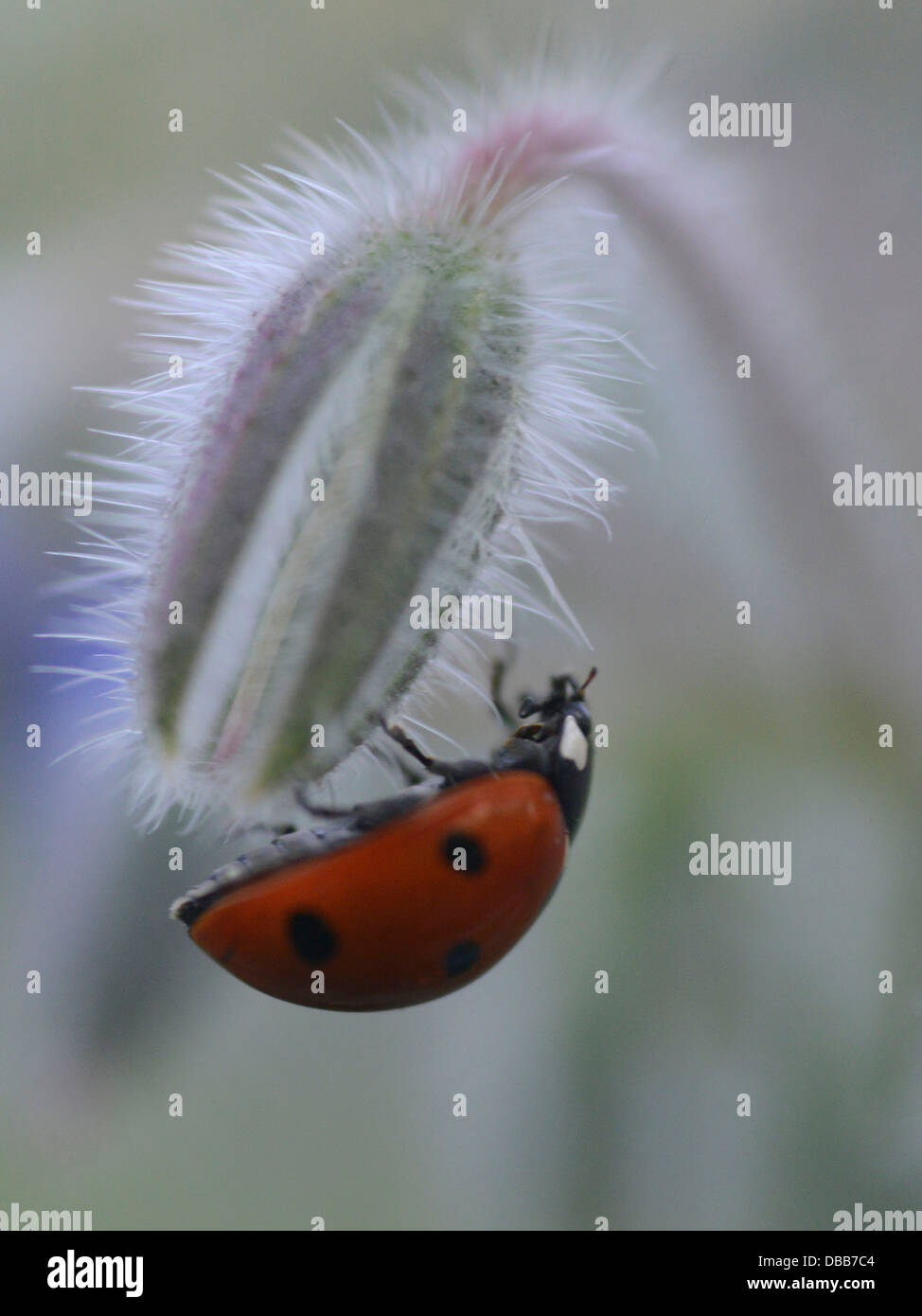 A ladybird hanging onto a borage flower. Stock Photo