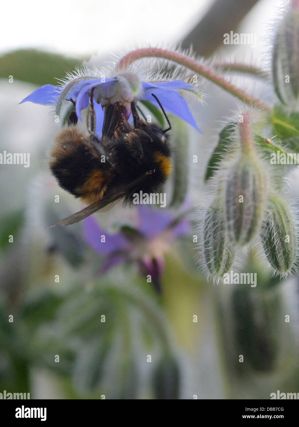 A bumble bee hanging on a borage flower. Stock Photo