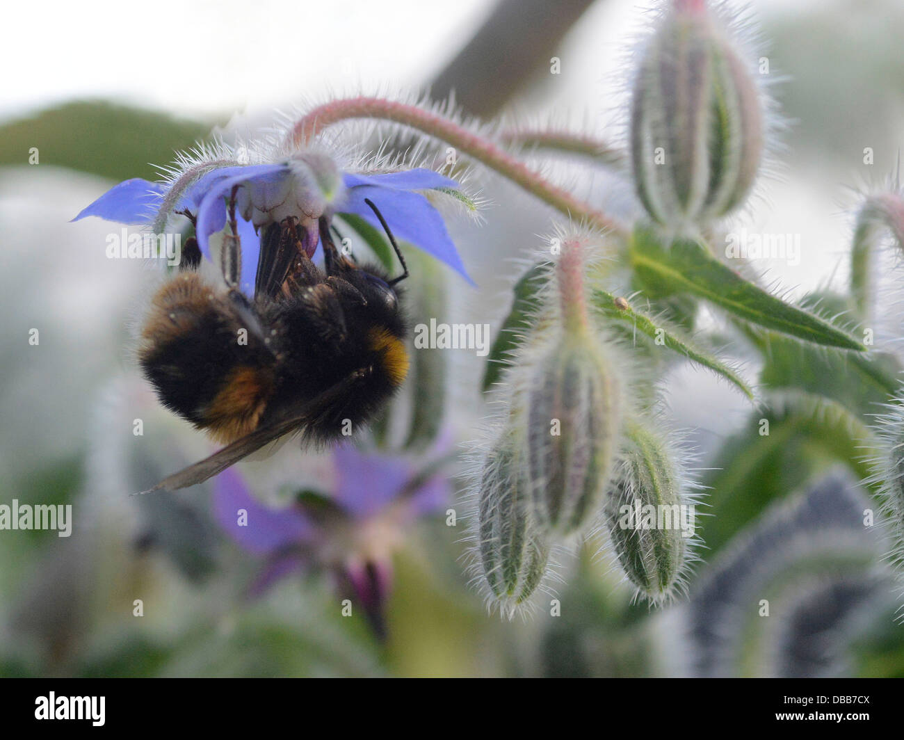 A bumble bee balancing on a borage flower. Stock Photo