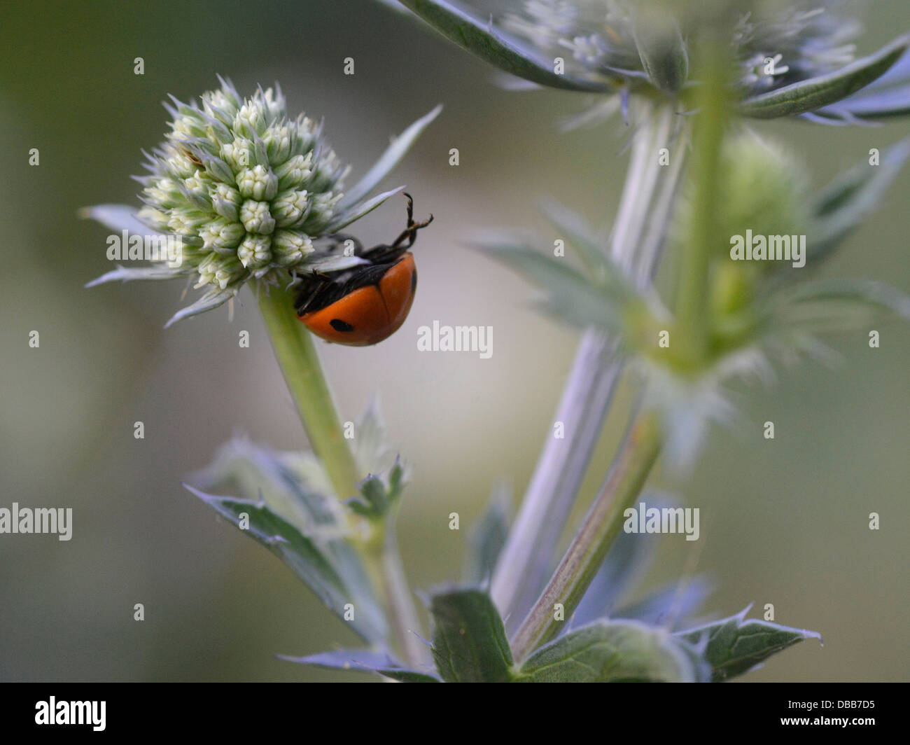 A ladybird balancing on an eryngium flowerhead. Stock Photo