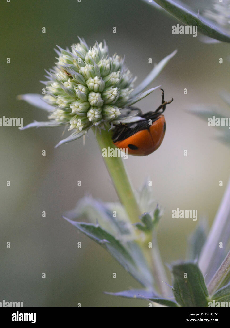 A ladybird balancing on a eryngium flower head. Stock Photo