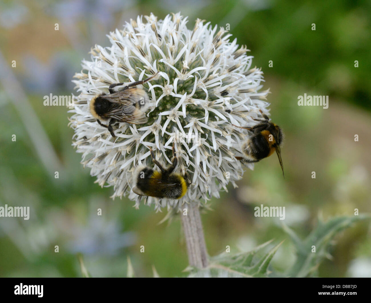 Bumble bees on a white echinops Arctic Glow thistle. Stock Photo