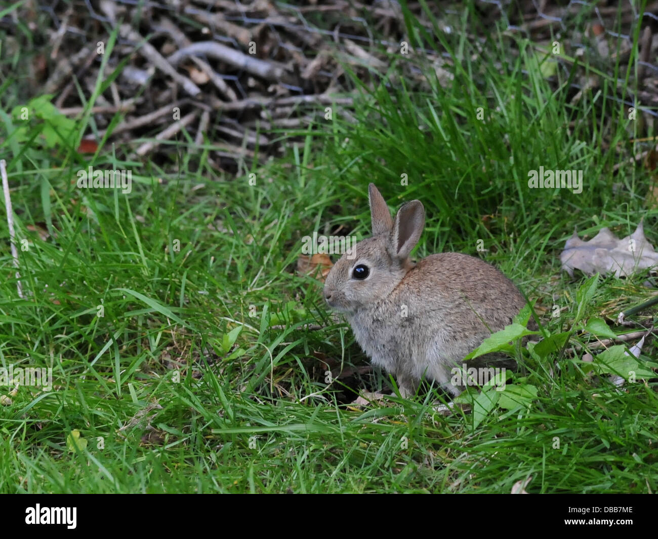 A tiny little baby rabbit in the grass. Stock Photo