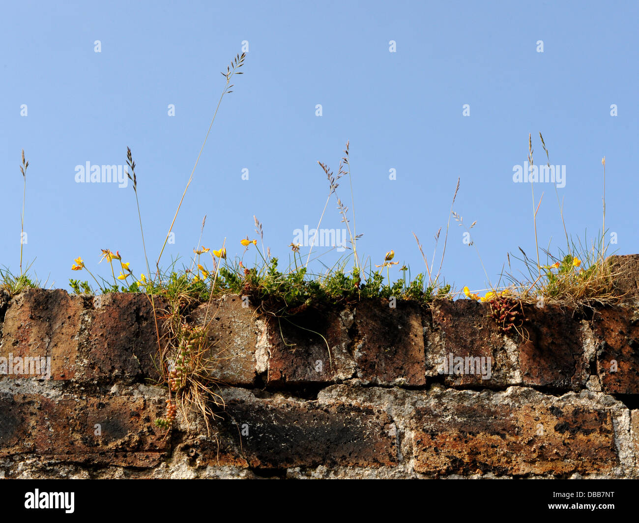 Natural planting on a coastal brick wall. Stock Photo