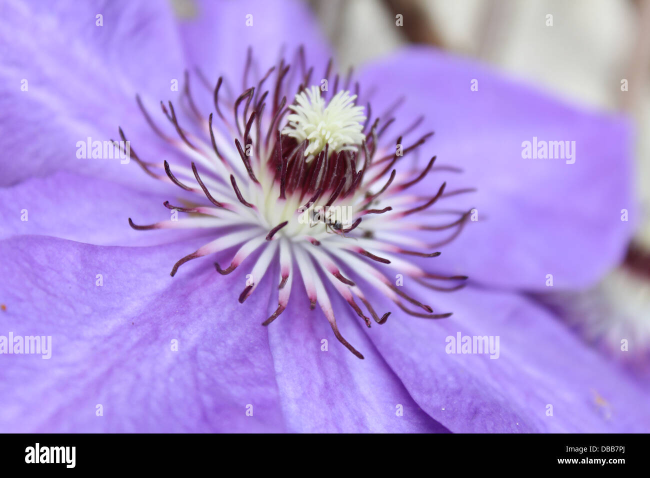 Red yellow blue flowers hi-res stock photography and images - Alamy