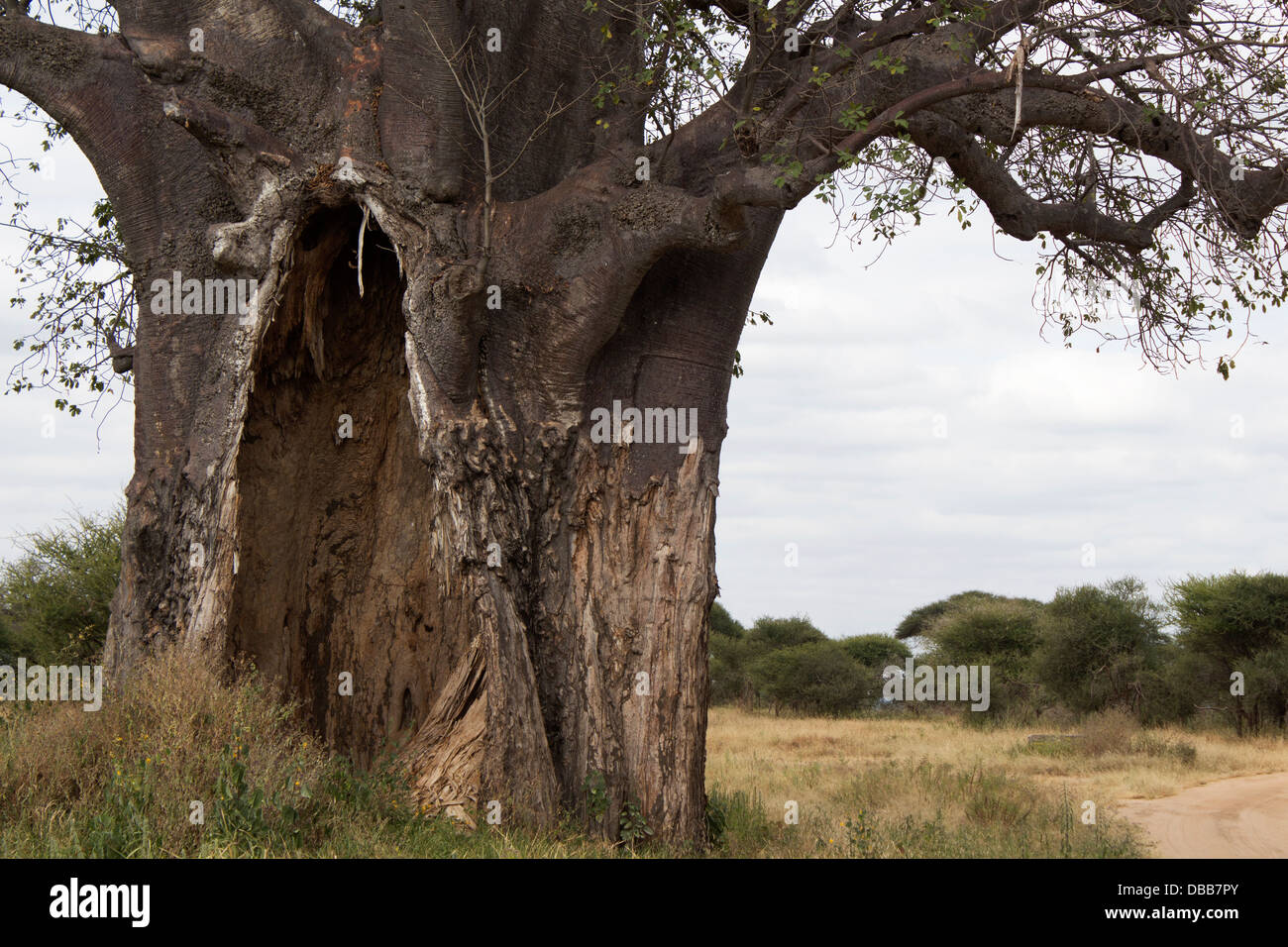 Baobab tree with elephant damage  in Tarangire National Park Tanzania Africa Stock Photo