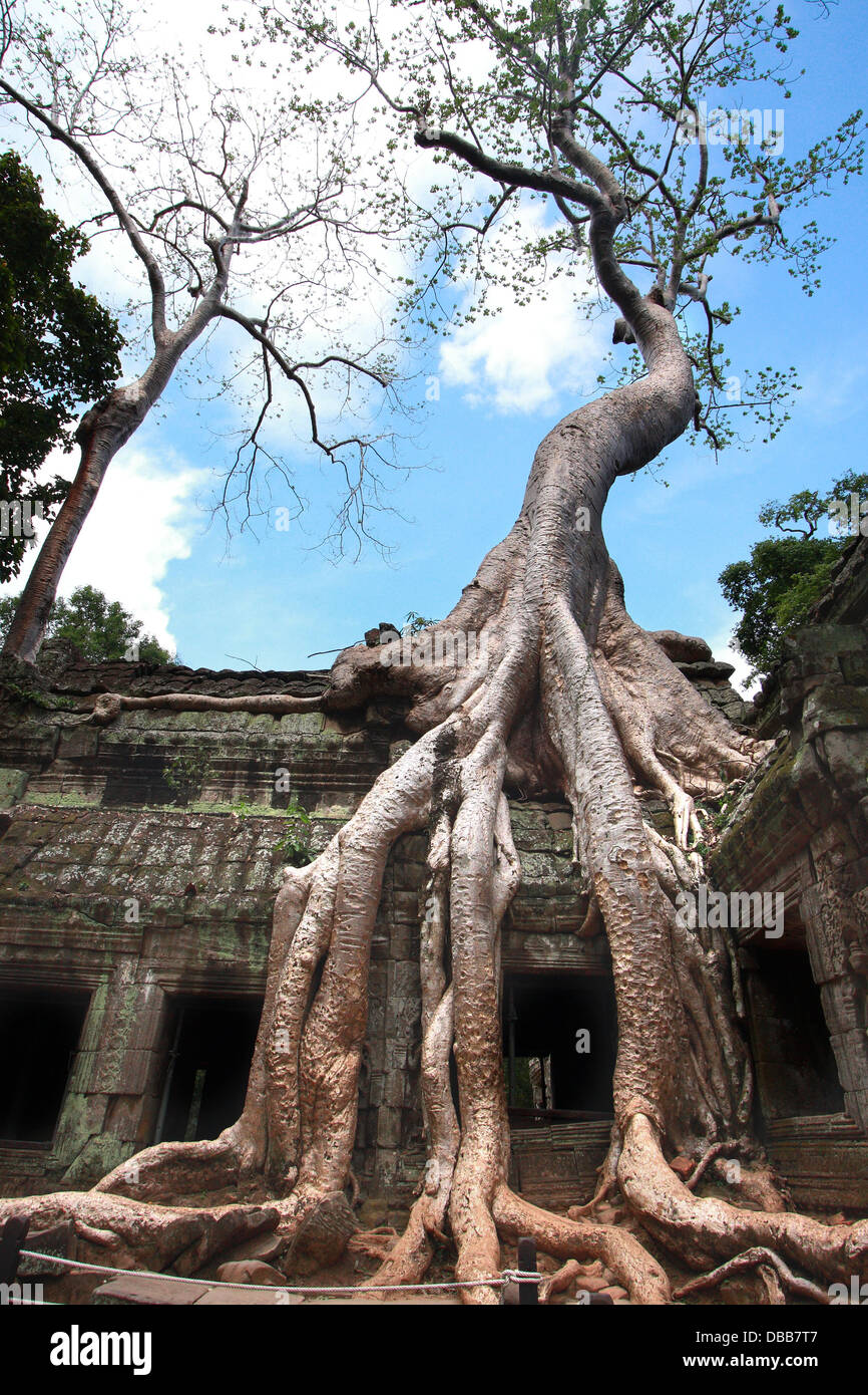Strangler tree roots consuming a temple roof in Ta Prohm Stock Photo