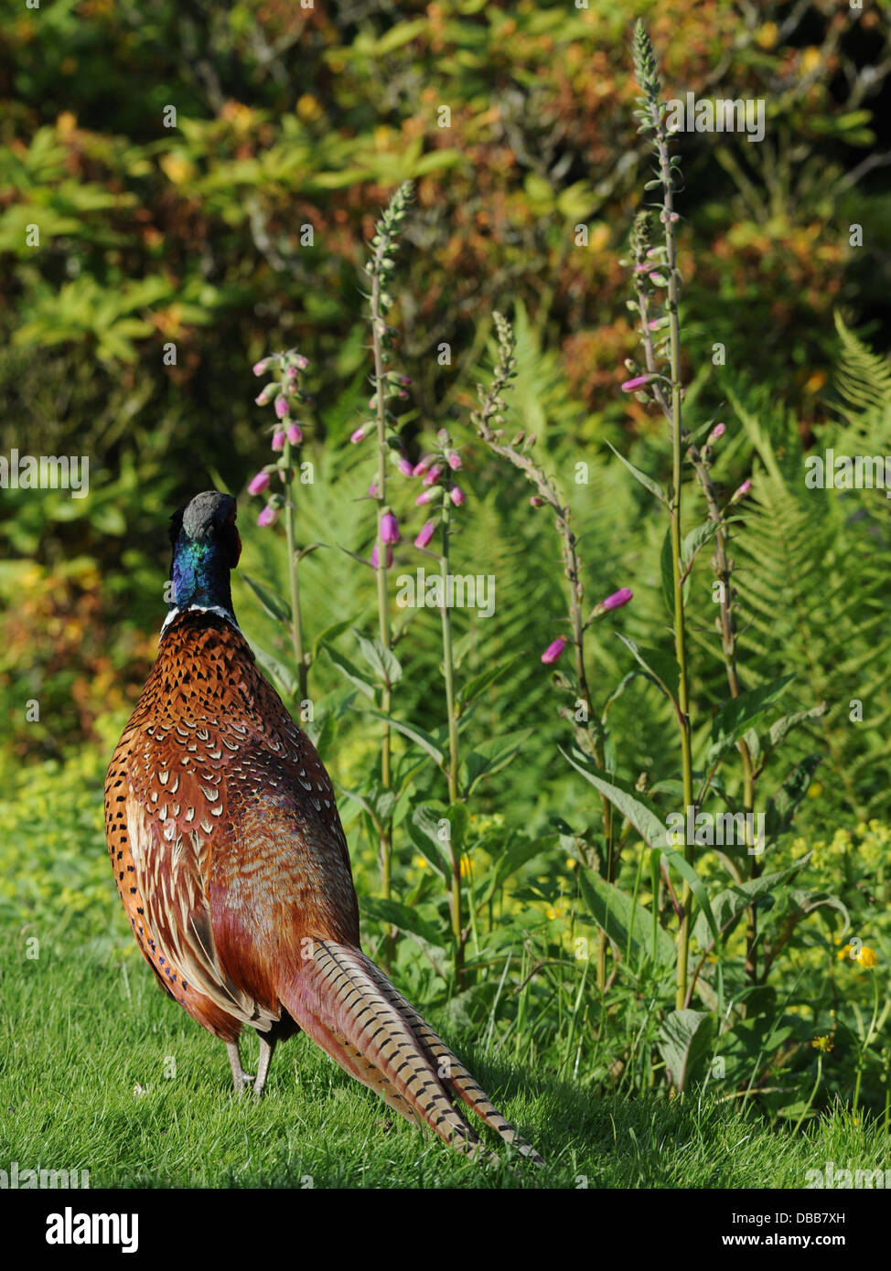 A male pheasant walking in a garden in the countryside. Stock Photo