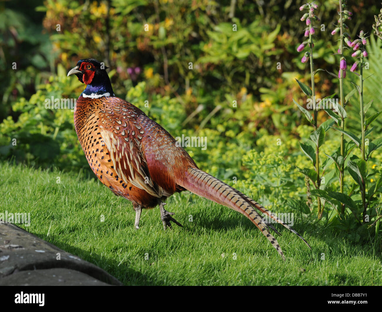 A very proud male pheasant strutting in a garden. Stock Photo