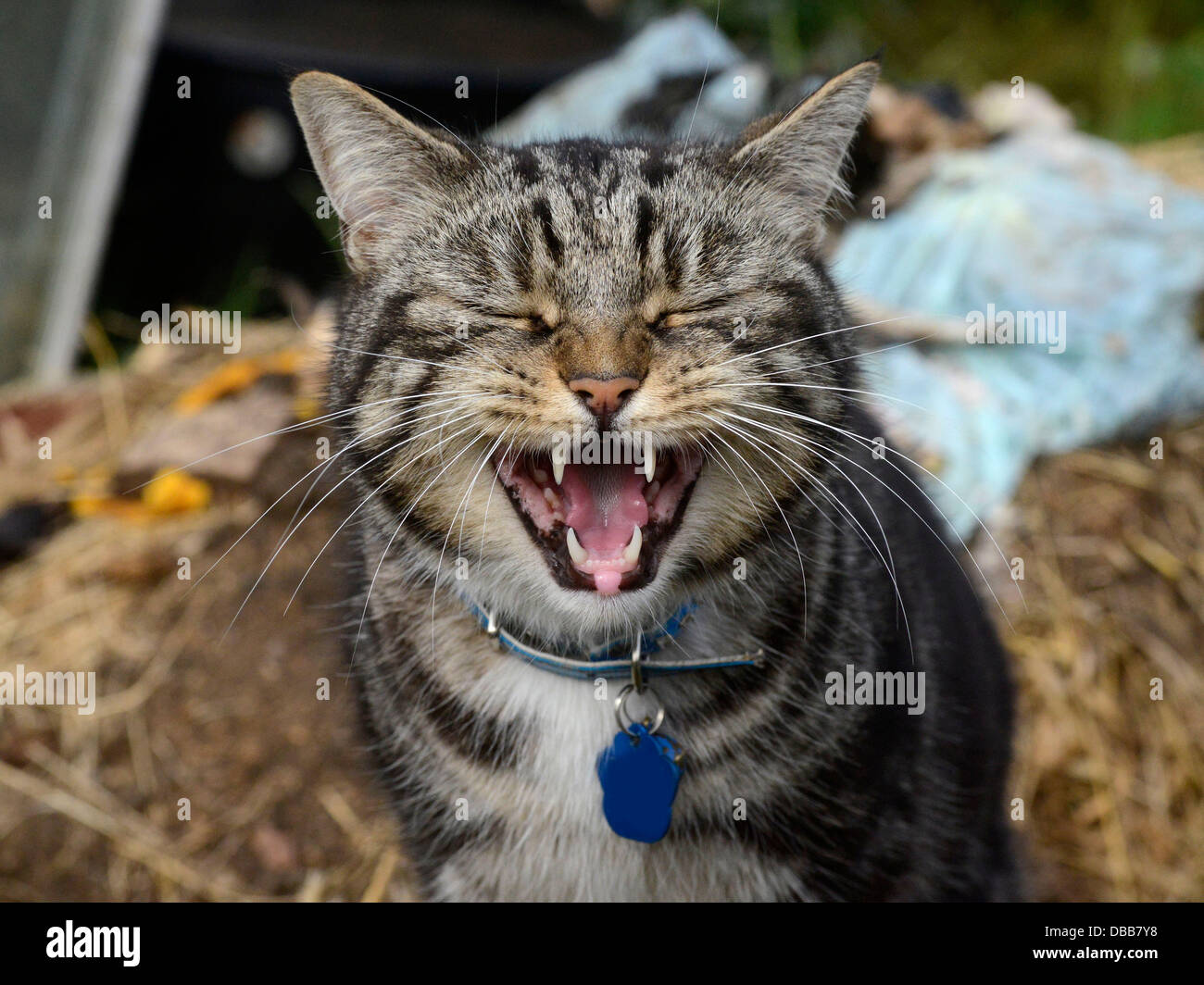 Tabby cat yawning, with eyes closed. Stock Photo