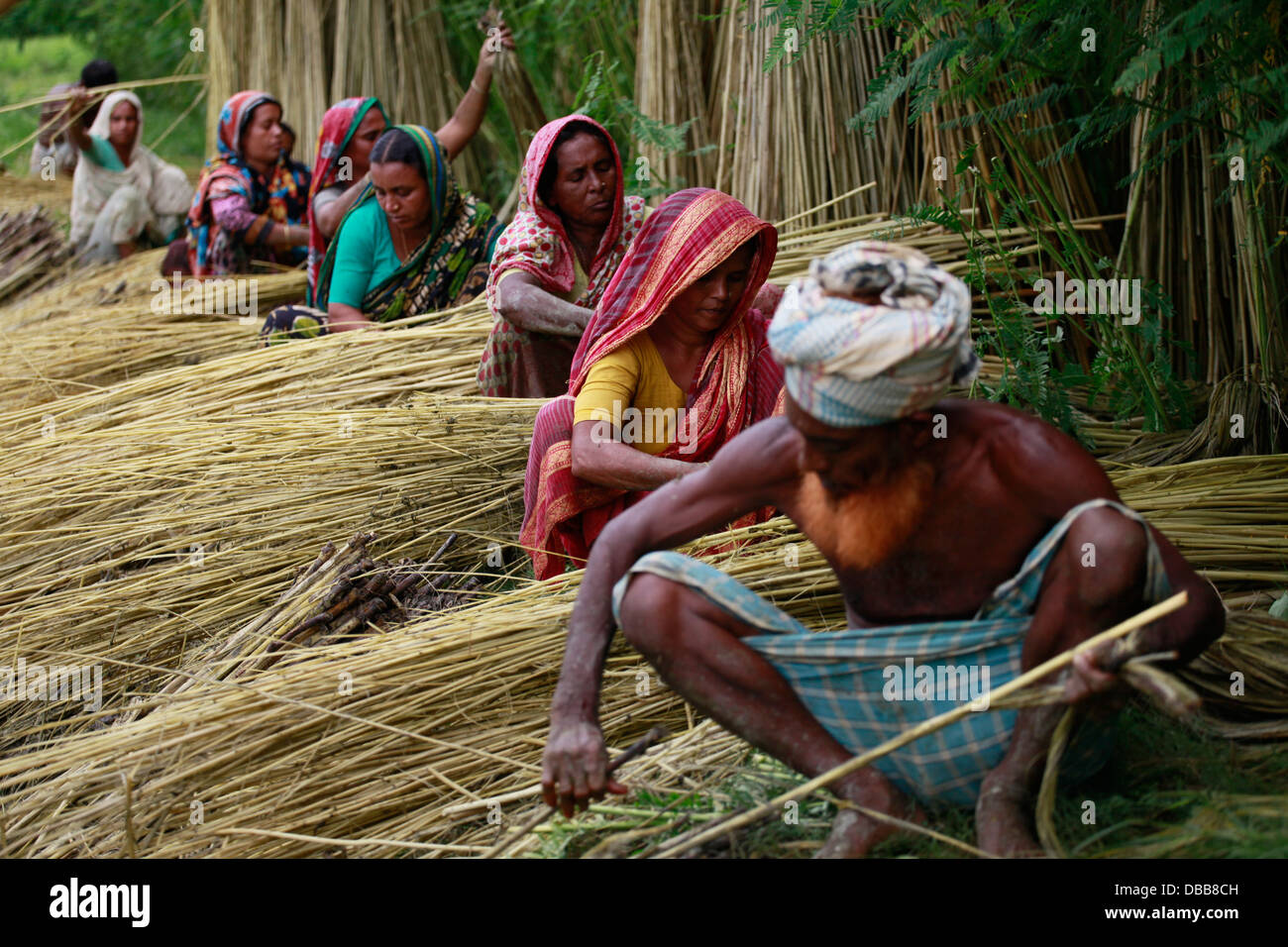 Jute Cultivation Stock Photos & Jute Cultivation Stock Images Alamy