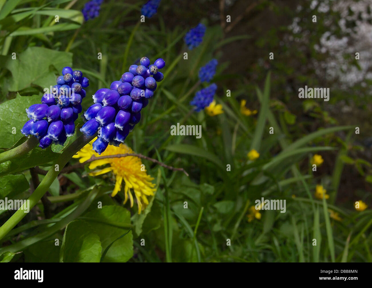 Blue purple and yellow flowers hi-res stock photography and images - Alamy