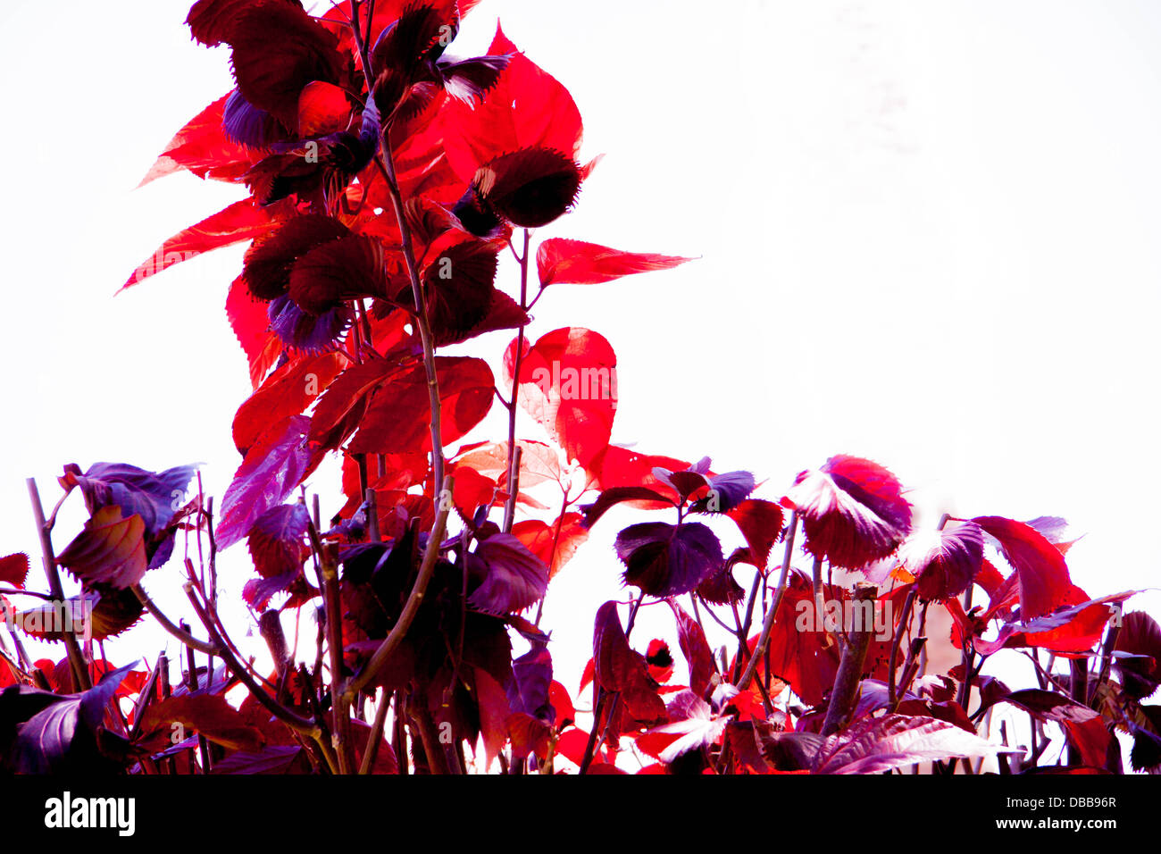 leaves.vibrant red. purple. white background Stock Photo