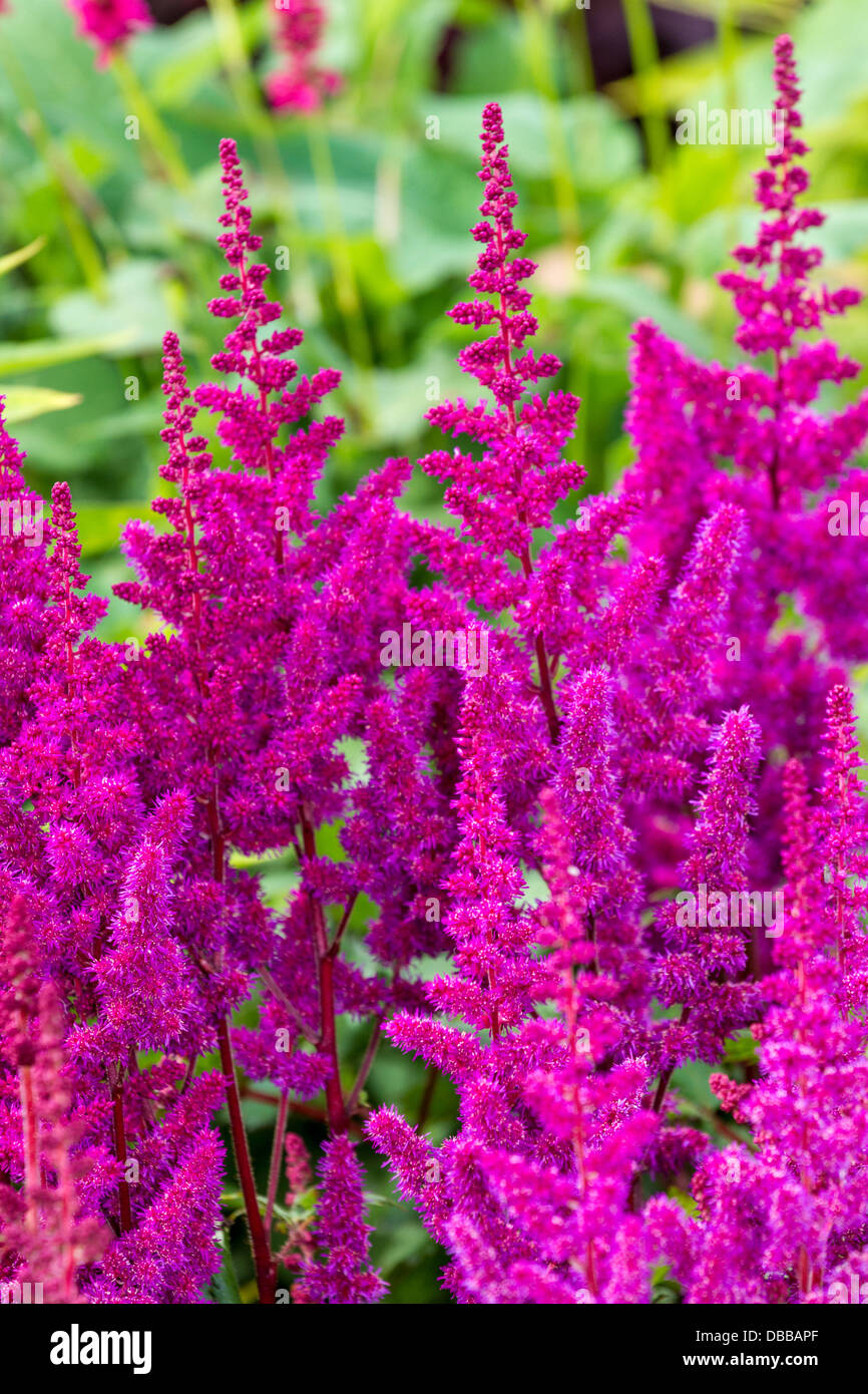 Purple wild flowers Stock Photo - Alamy