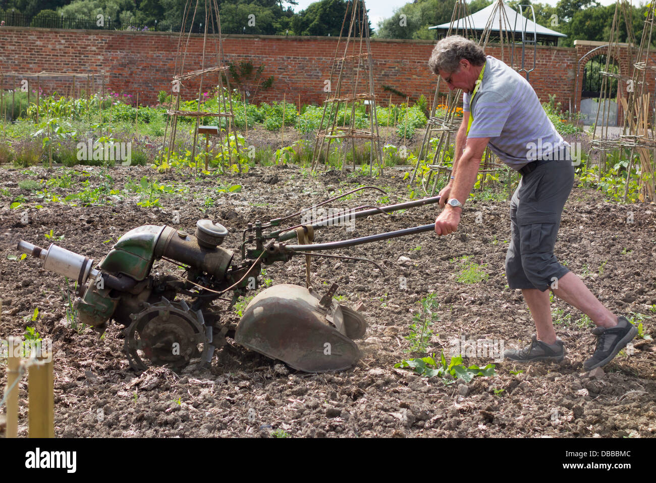 Gardener in a heritage walled garden pressing down hard on the handles of a vintage Rotavator Stock Photo