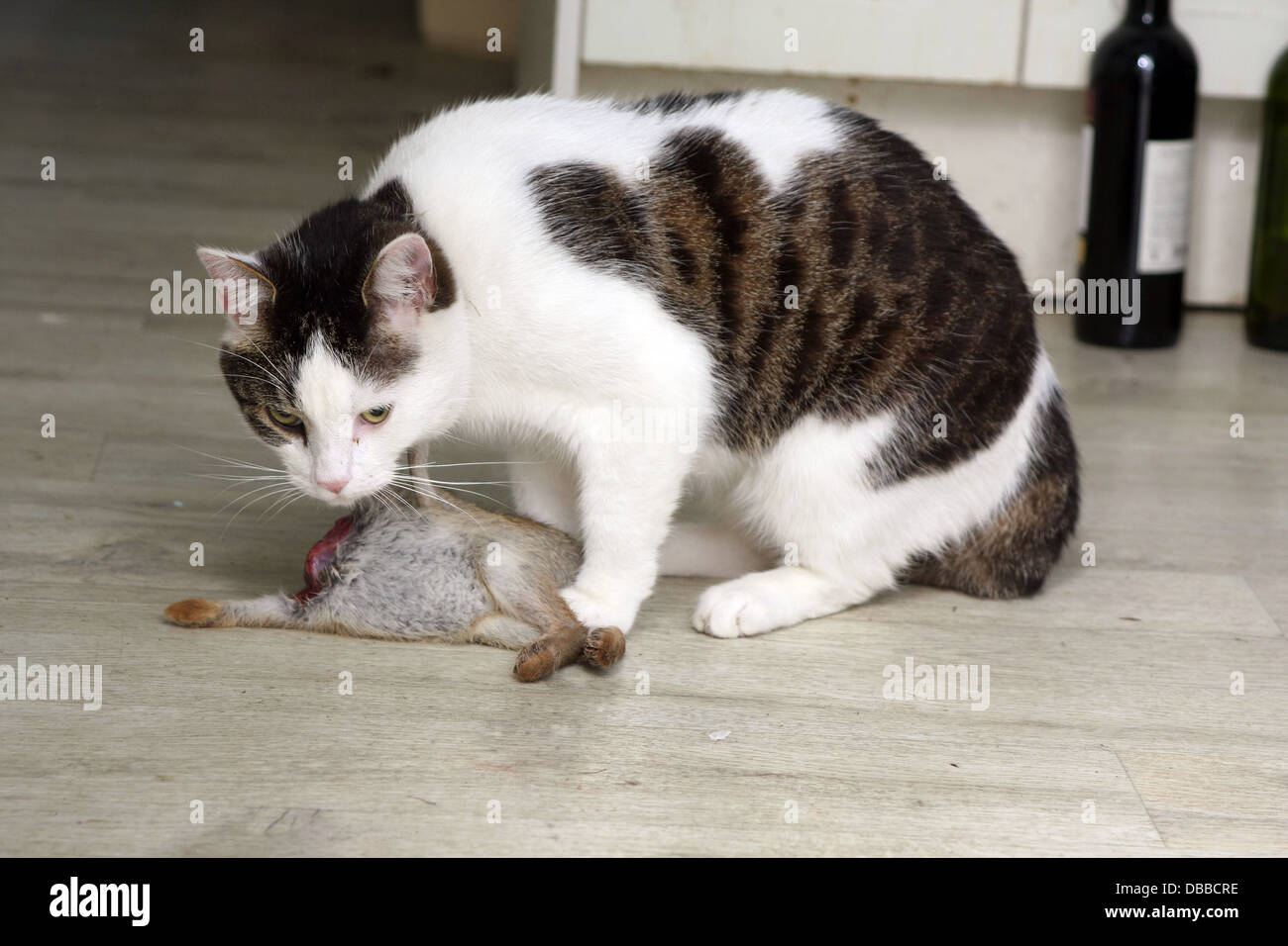 Cat Eating Rabbit