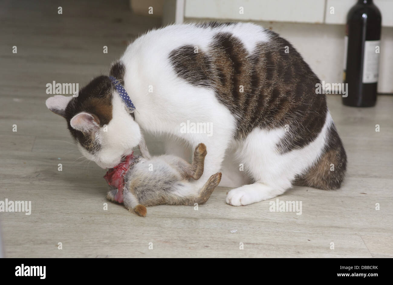 Domestic pet cat eating a young wild rabbit on the floor of its owners ...