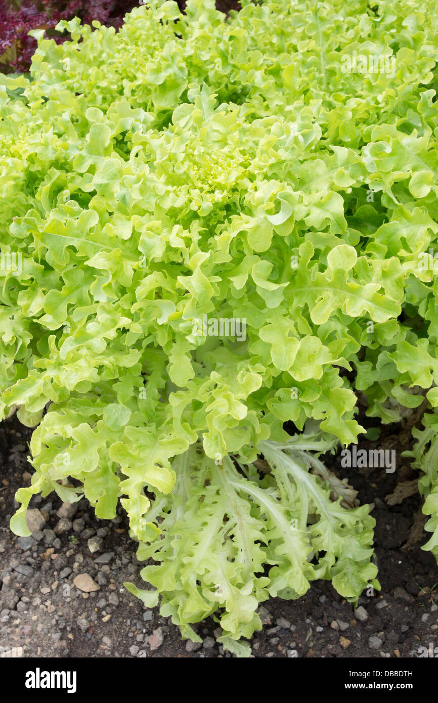 Organic Green Salad Bowl Lettuce growing in an English Market Garden Stock Photo