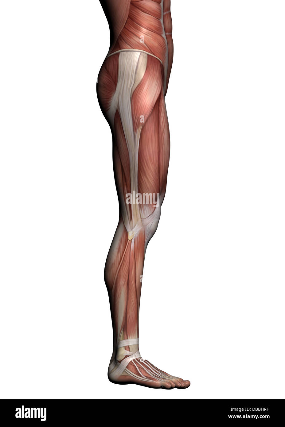 Human Anatomy Male Muscles made in 3d software Stock Photo Alamy