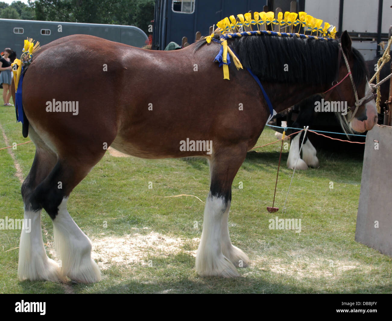 Shire horse at Leek Show Staffordshire Stock Photo