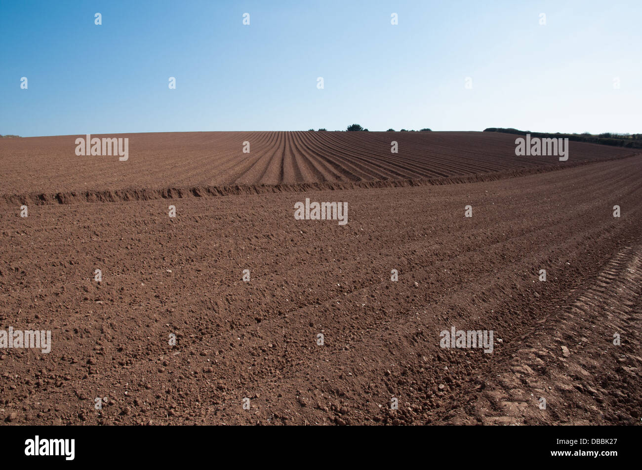 Ridges and furrows in field prepared for potatoes Stock Photo - Alamy