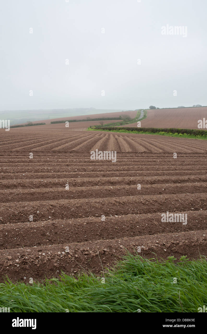 Ridges and furrows in field prepared for potatoes Stock Photo - Alamy