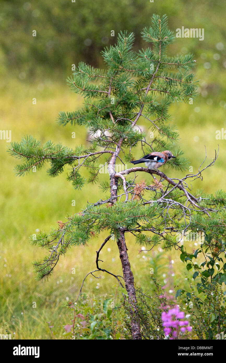 Eurasian jay (Garrulus glandarius) perched on a pine tree branch, Lentiira, Kuhmo, Finland. Stock Photo