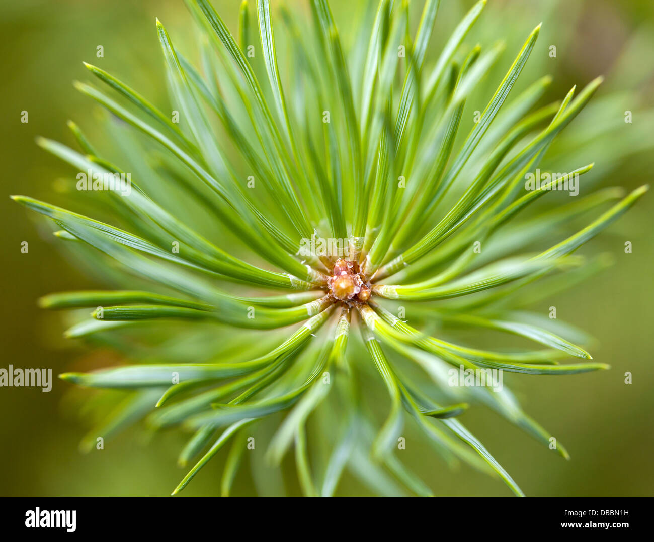 Terminal bud of a Pine sapling growing in Lentiira, Kuhmo, Finland. Stock Photo