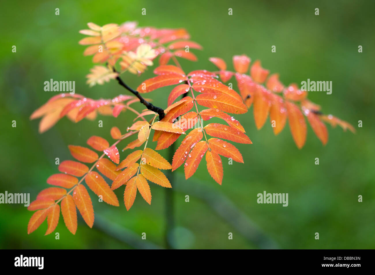 Sapling of possibly a Rowan tree growing in woodland surrounding lake Lentiira, Kuhmo, Finland. Stock Photo