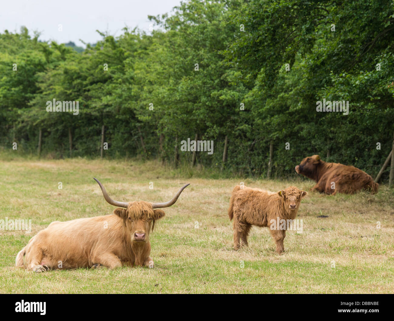 family of highland cattle resting in meadow Stock Photo - Alamy