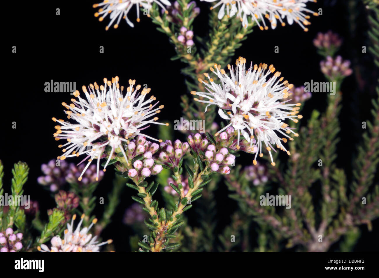 Close-up of Chervil-scented Agathosma - Agathosma cerefolium - Family Rutaceae Stock Photo