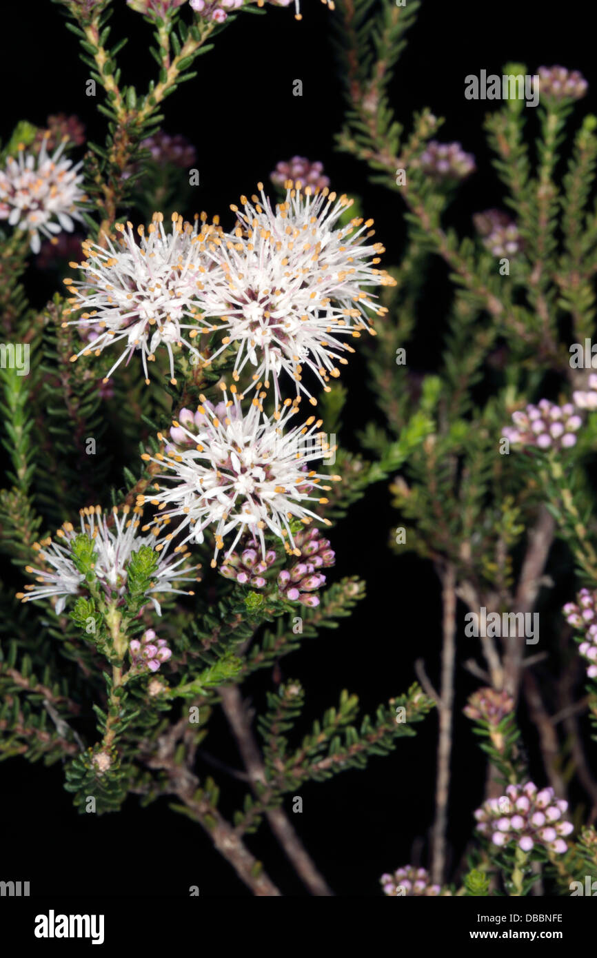 Close-up of Chervil-scented Agathosma - Agathosma cerefolium - Family Rutaceae Stock Photo