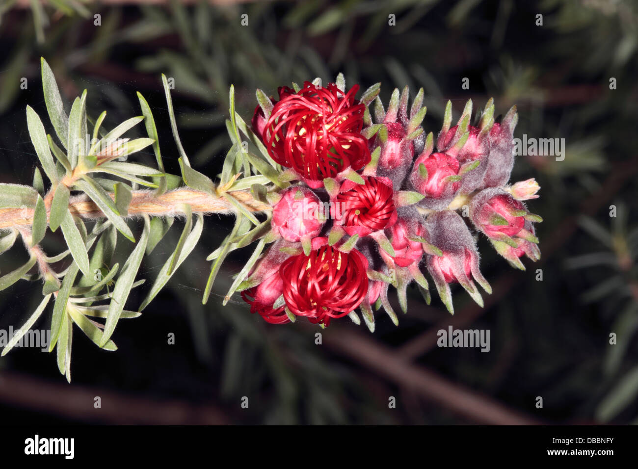Close-up of Common Kunzea/ Tickbush/- showing flower details and buds- Kunzea baxteri- Family Myrtaceae Stock Photo
