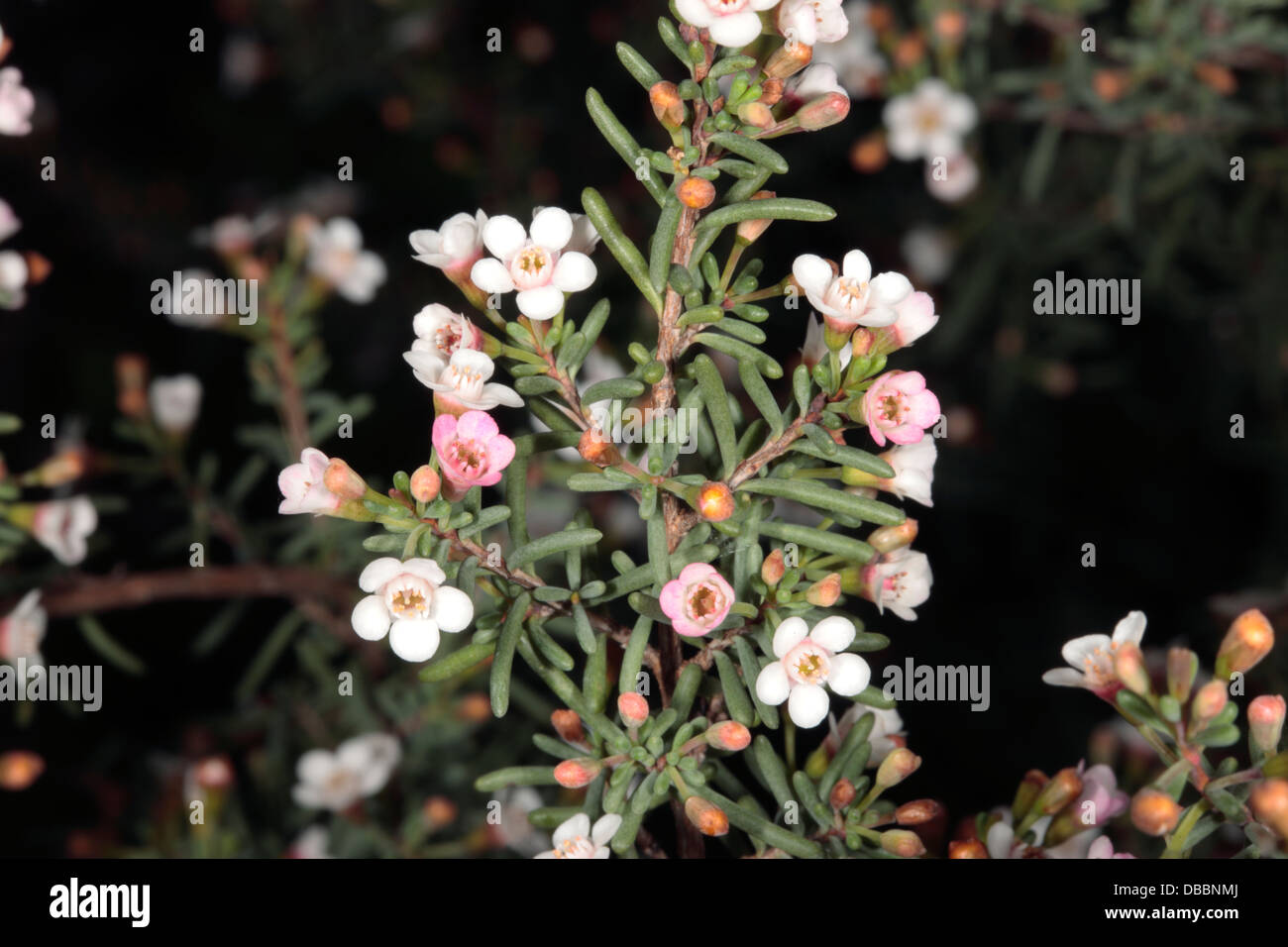 Close-up of the tiny flowers of Western Australian Waxflower- Chamelaucium ciliatum- Family Myrtaceae Stock Photo