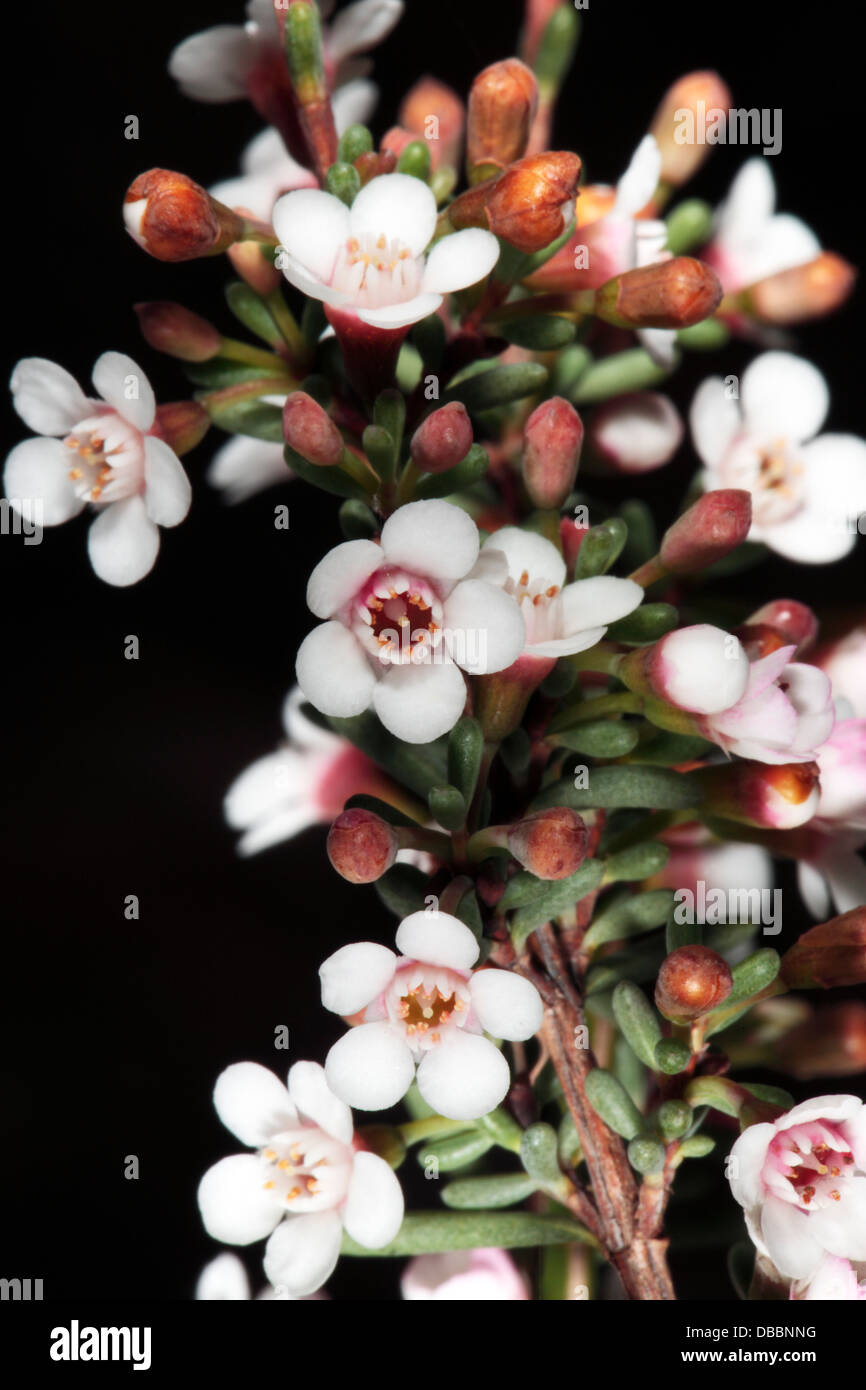 Close-up of the tiny flowers of Western Australian Waxflower- Chamelaucium ciliatum- Family Myrtaceae Stock Photo