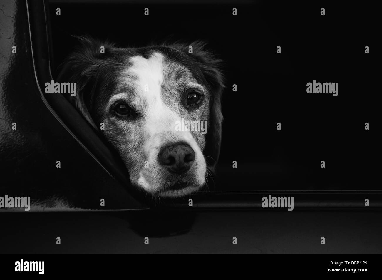 Black and white dog portrait Stock Photo - Alamy