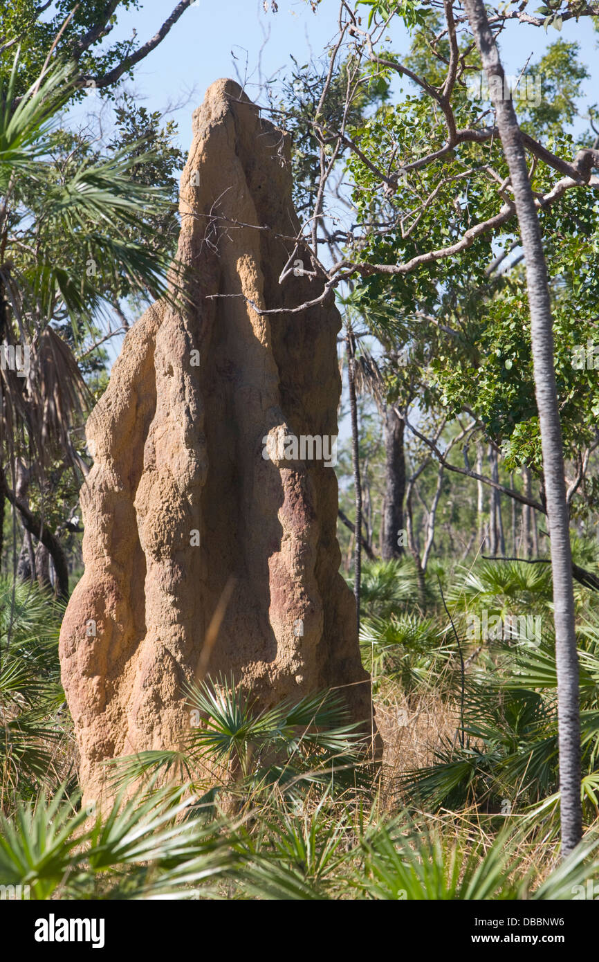 giant magentic termite mound in litchfield national park,australia Stock Photo