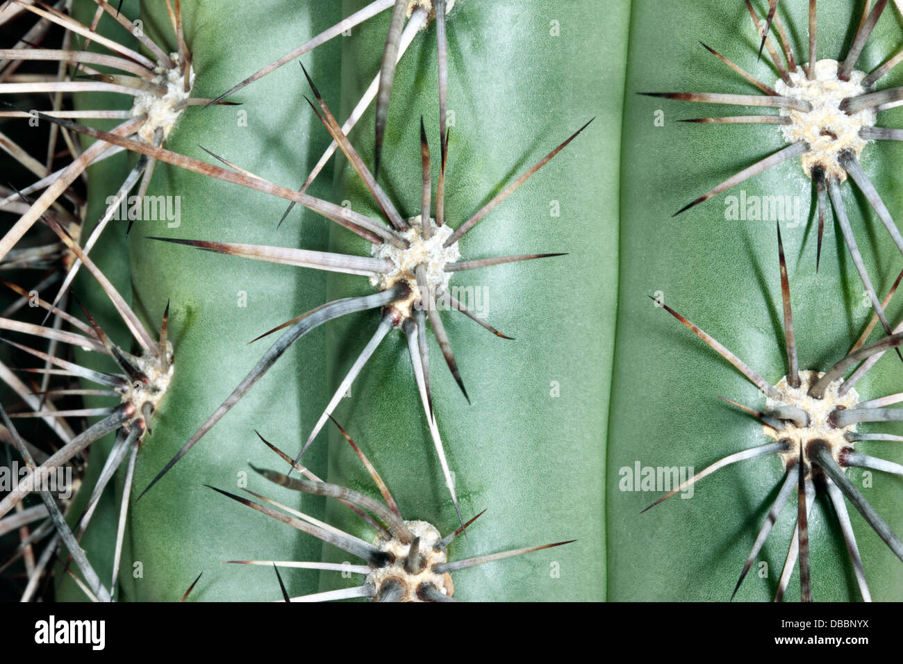 Close-up of spines on a Cardon Grande cactus of Argentina - Trichocereus werdermannianus-Family Cactaceae Stock Photo