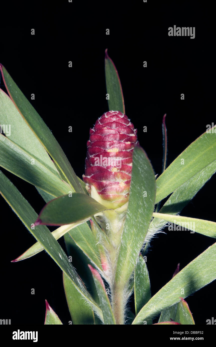 Cones of the Garden Route Conebush- Leucadendron conicum - A Delta Seed Conebush- Family Proteaceae Stock Photo