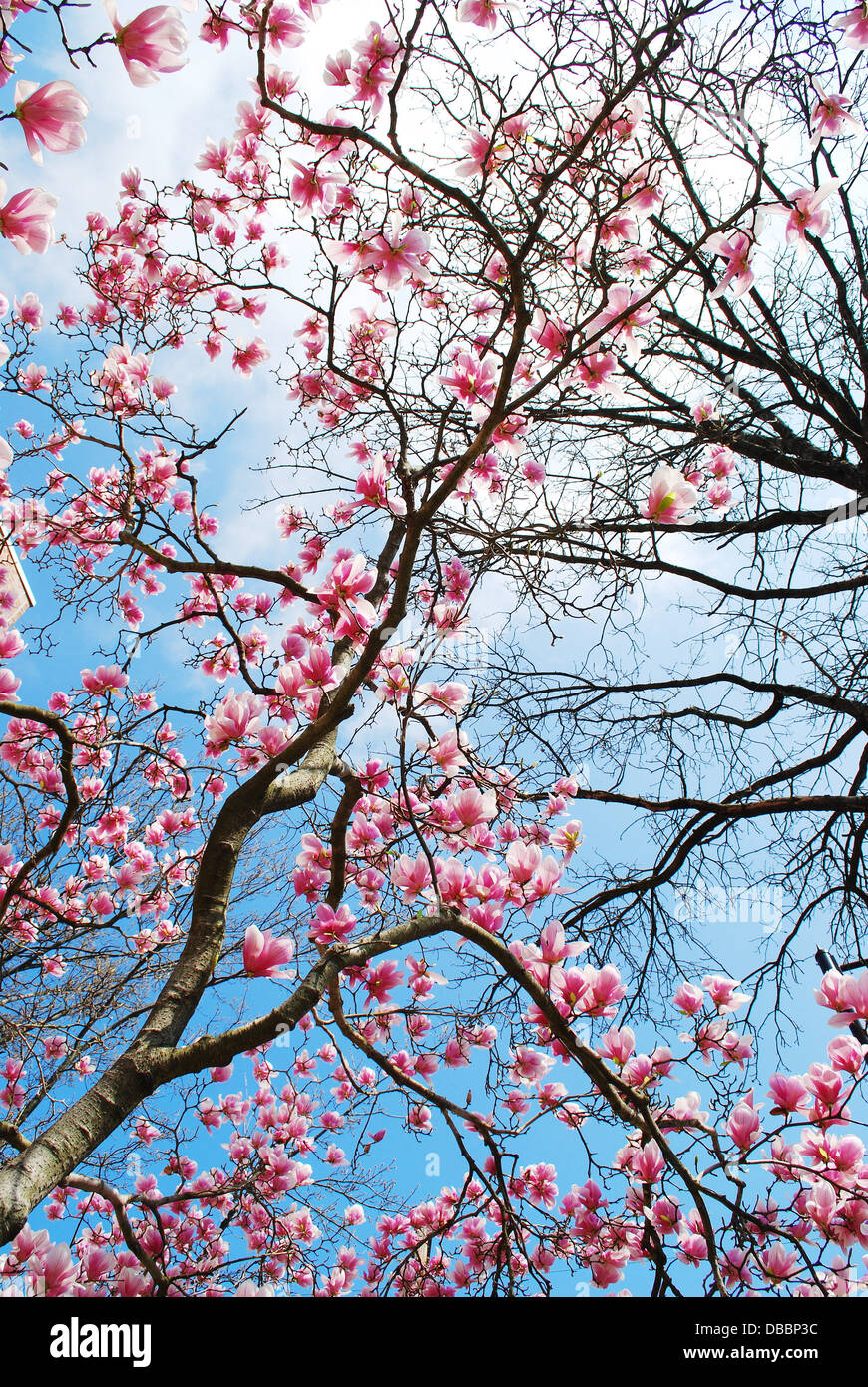 Magnolia tree isolated hi-res stock photography and images - Alamy