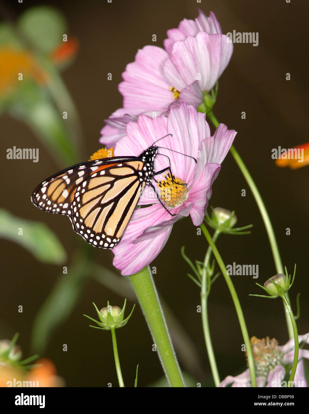 A Monarch Butterfly On A Pink Flower, Danaus plexippus Stock Photo - Alamy