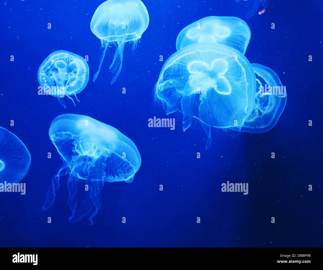 fishes, fish, jellyfish, closeup, coral, isolated, aquatic, tropical, blue background, submarine, spain, jelly, illuminated, div Stock Photo