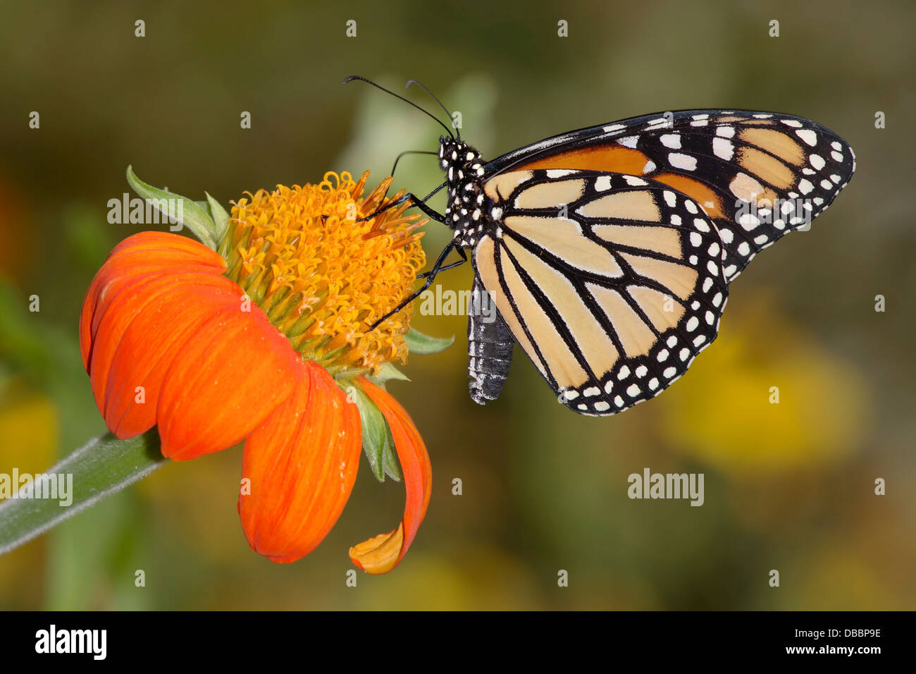 A Monarch Butterfly On A Red Flower, Danaus plexippus Stock Photo - Alamy