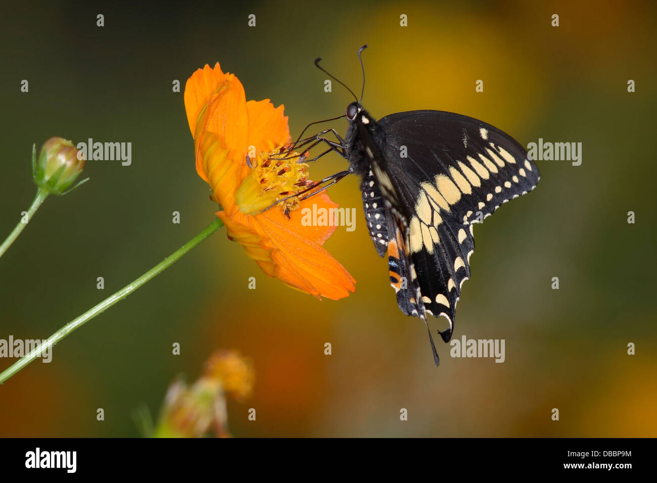 A Butterfly, The Black Swallowtail On An Orange Flower, Papilio polyxenes Fabricius Stock Photo