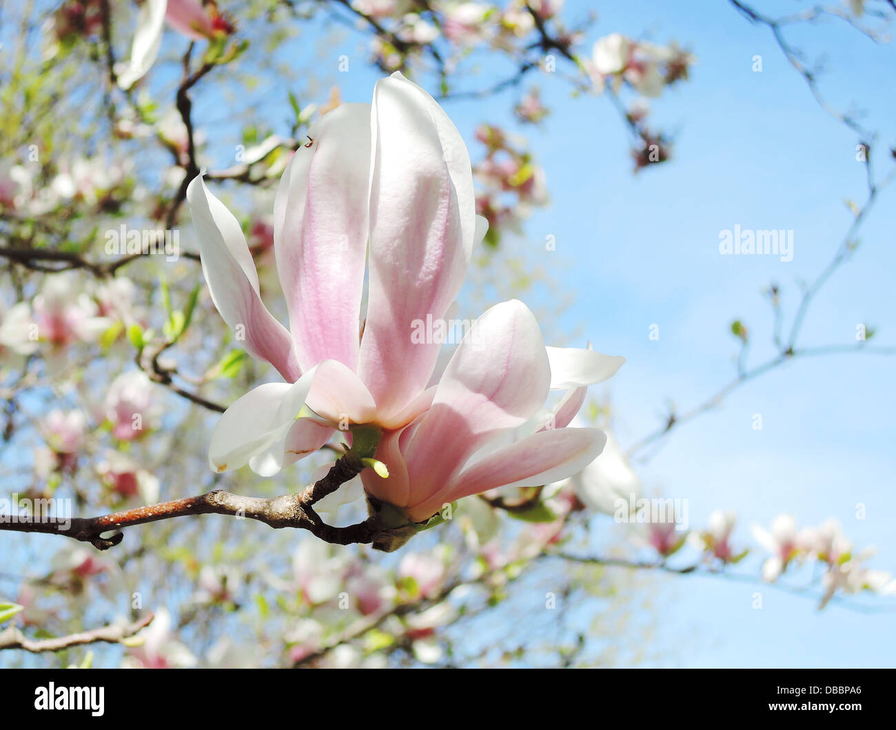 background, beautiful, bloom, blooming, blossom, blossom background, blossom branch, blossom tree, botany, branch, buds, cheerfu Stock Photo