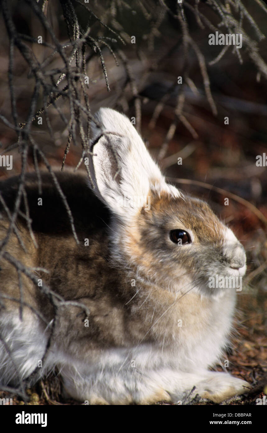 snowshoe hare, snowshoe rabbit, in Interior Alaska, Denali, Mount ...